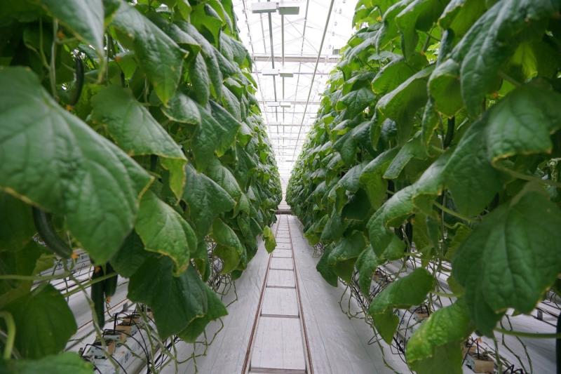 Благодаря внедрению бережливого производства овощеводческая компания региона повысила выработку на треть