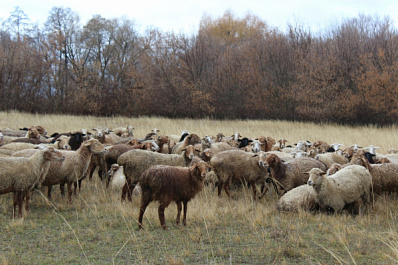 Нелегким путем: как фермеры из Владимировки развивают молочное животноводство, опираясь на господдержку