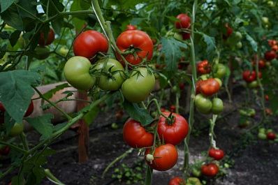 Малый бизнес Самарской области включается в импортозамещение