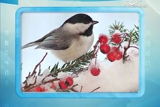 Календарь губернии 28.12.2016