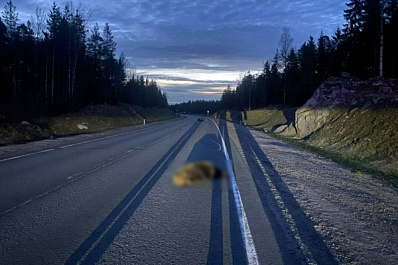 Land Cruiser на большой скорости насмерть сбил медведя на трассе