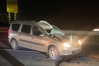 В Самарской области лось выбежал на трассу и попал под колеса "Ларгуса"