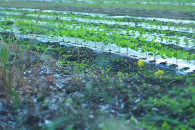 Селекция как основа продовольственной безопасности: в Самарской области прошла научно-практическая конференция по сое