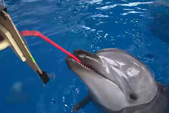 Всемирный день дельфинов и китов. Утро Губернии