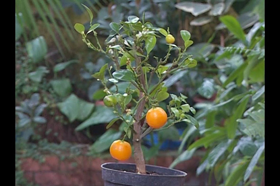 Капризы цитрусовых и севооборот на новый год. Удачные заметки от 19.12.2017