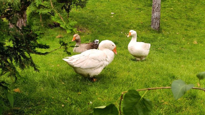 Из банковского аналитика в фермера: Олеся Кириллина из Хворостянского района реализовала свою мечту благодаря госпрограмме