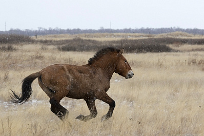В Самаре в зоопарке поселился краснокнижный Леший