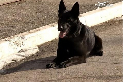 "Главное - доброта": один день из жизни женщины-кинолога