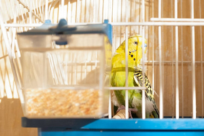 Хозяева попугая добиваются компенсации от клиники за гибель питомца