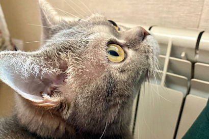 Название статьи