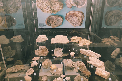 "Жизнь в раковине": в музее имени Алабина открылась выставка моллюсков