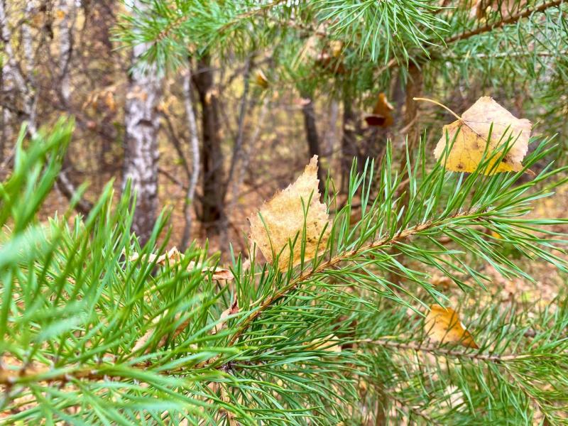 В Самарской области рабочая неделя начнется с потепления