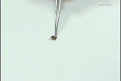 В Самарской области 6 человек пострадали от укусов клещей