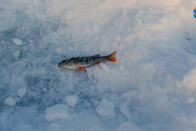 В Самарской области подвели итоги любительских соревнований по ловле хищной рыбы