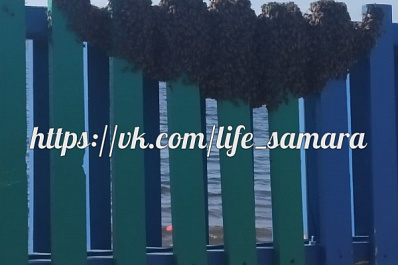 В Самаре рой пчёл напал на пляж на Некрасовском спуске