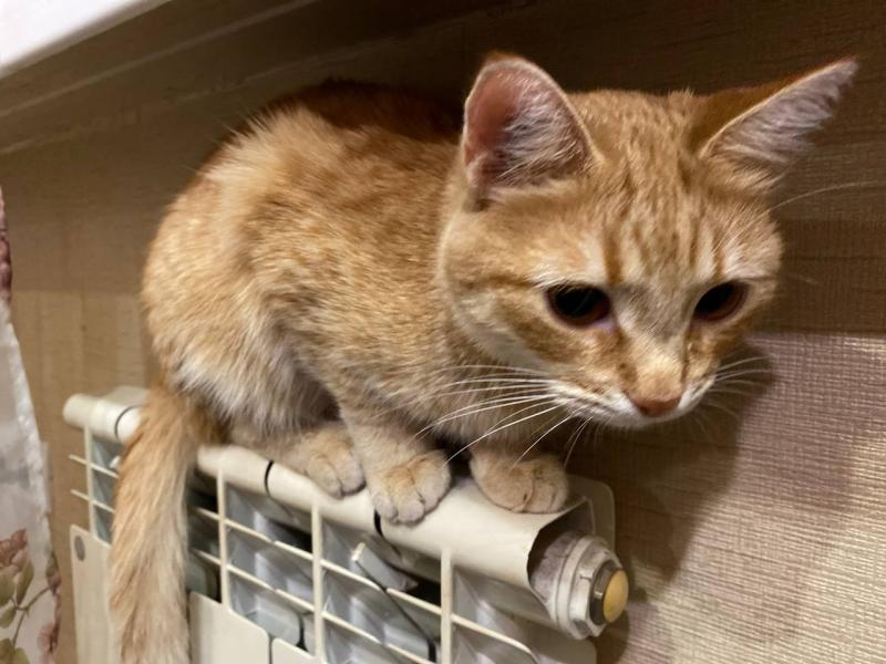 Стало известно, когда в домах самарцев включат отопление