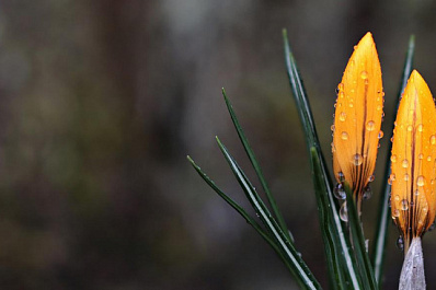 В Самарской области потеплеет до +20 °C к 4 мая, но ненадолго