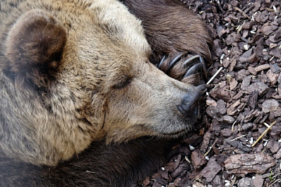Под Новосибирском в клетках нашли брошенных цирковых медведей