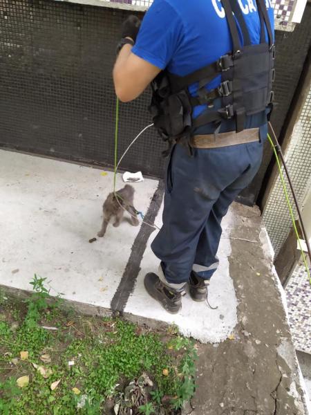 В Тольятти спасатели достали измученную кошку из бетонных швов