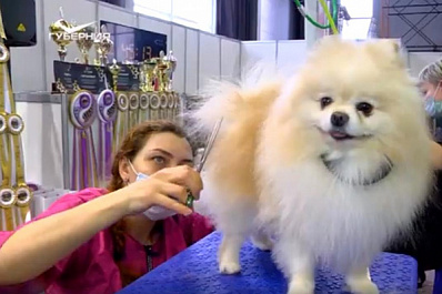 Аджилити, грумеры и продажа породистых животных: чем удивит выставка "Уши, лапы, хвост" в Самаре