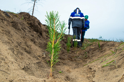 Тольяттинские газовики вместе с другими участниками акции "Сохраним лес" высадили более 25 тысяч молодых сосен