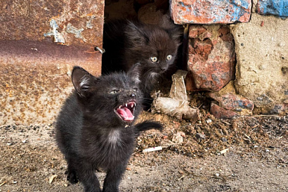 Название статьи