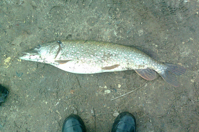 Житель Сызрани поймал крупную щуку "с сюрпризом"