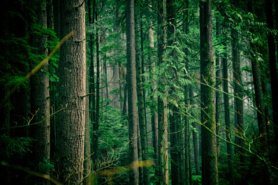 В нацпарке три дня ведут поиски пропавшего туриста