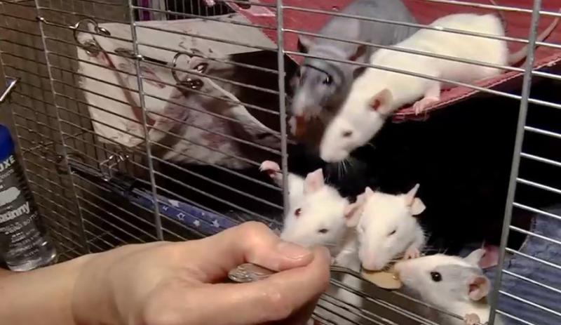 В них много доброты, любви и ласки: владельцы крыс и психолог рассказали, в чем прелесть домашних грызунов