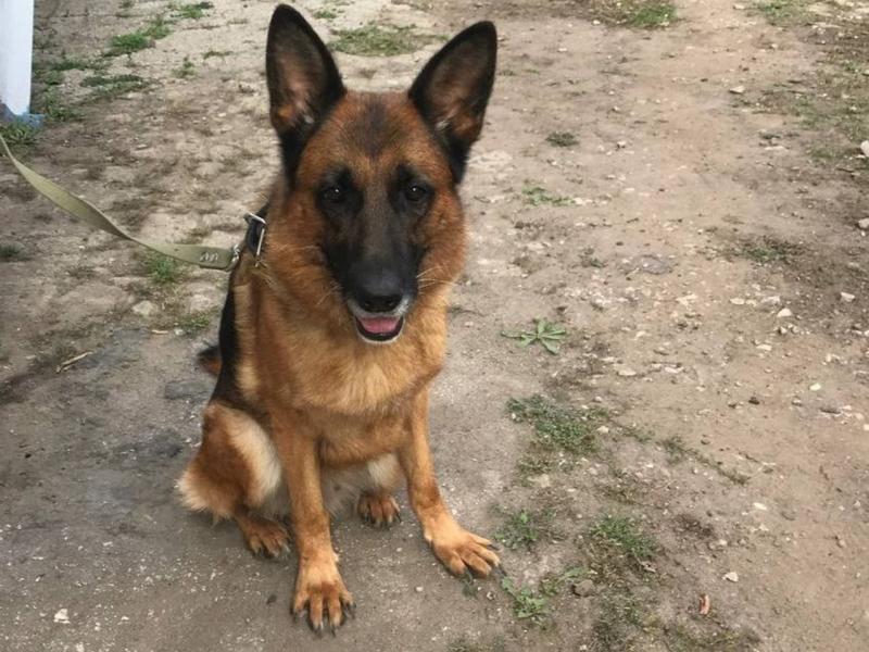 Самарцы могут бесплатно забрать домой служебных собак, вышедших на пенсию