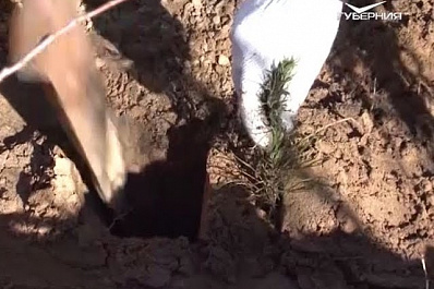 Тольяттинцы продолжают восстанавливать лес после пожара 2010 года