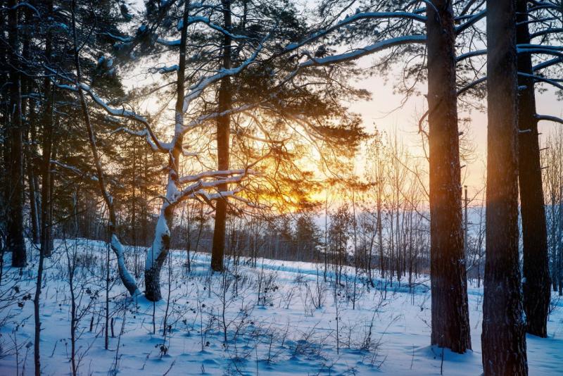 В Самарской области высадили 17 гектаров компенсационного леса