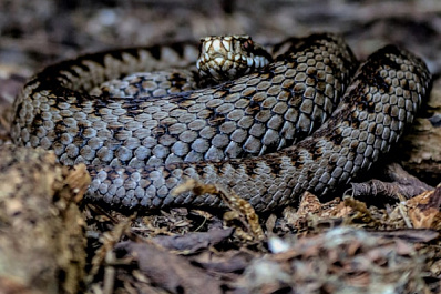 Укусила ядовитая змея: что делать и как не стоит действовать