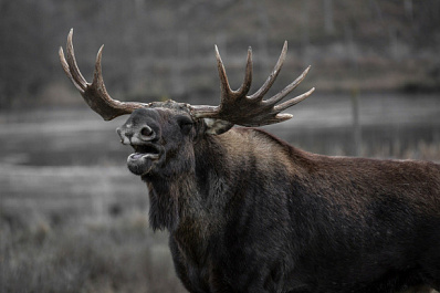 В "Самарской Луке" сбили двух лосей