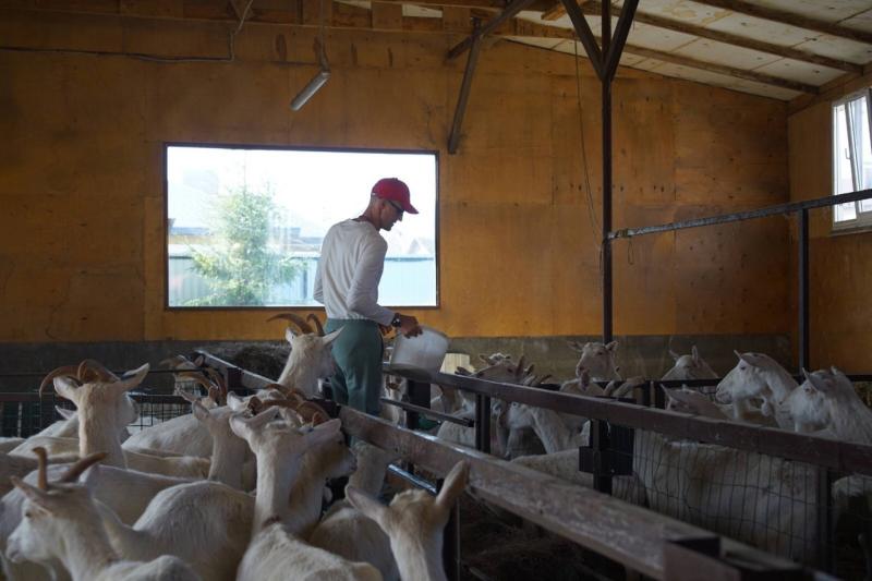 В Самарской области встретятся лучшие сыровары страны