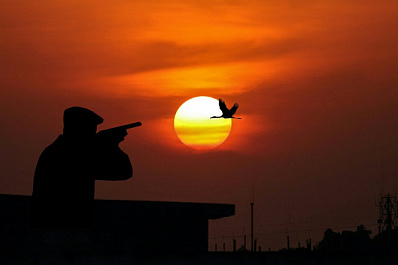 Житель Тольятти подстрелил лося и прославился в городе садистом