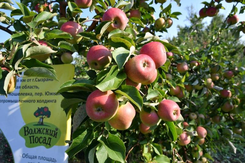 В Сызранском районе планируют собрать 4 тыс. тонн яблок