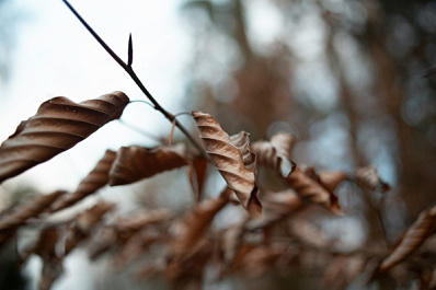 Садовод Мурзов назвал три правила подготовки дачи к зимовке