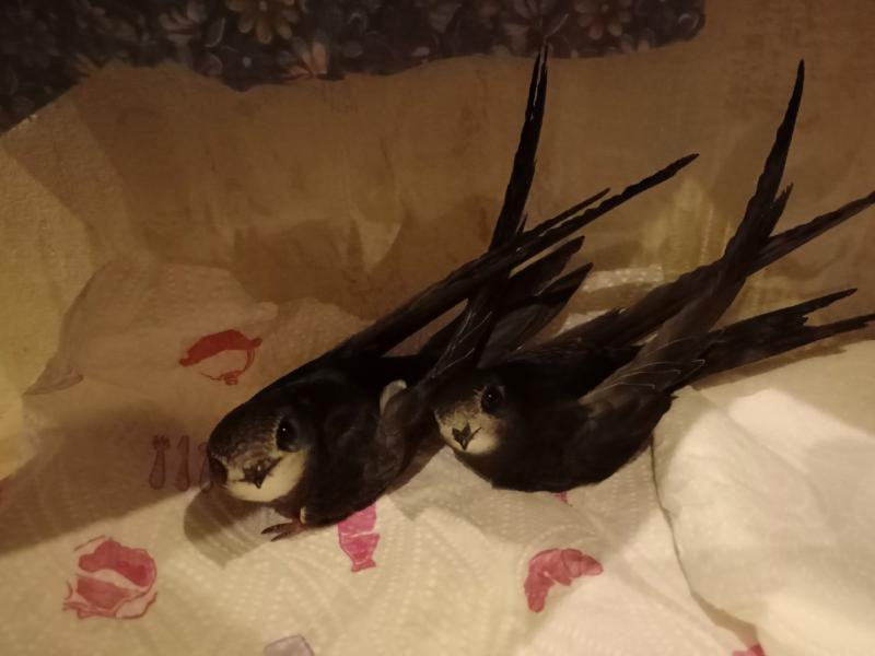 Самарские волонтеры выпустили стрижей в Краснодарском крае