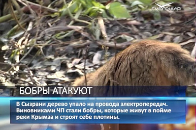 Бобры атакуют: в Сызрани дерево упало на провода