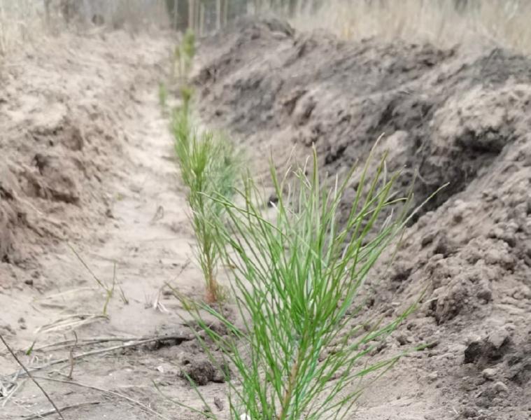 В 2021 году в Тольятти высадили более 100 гектаров леса