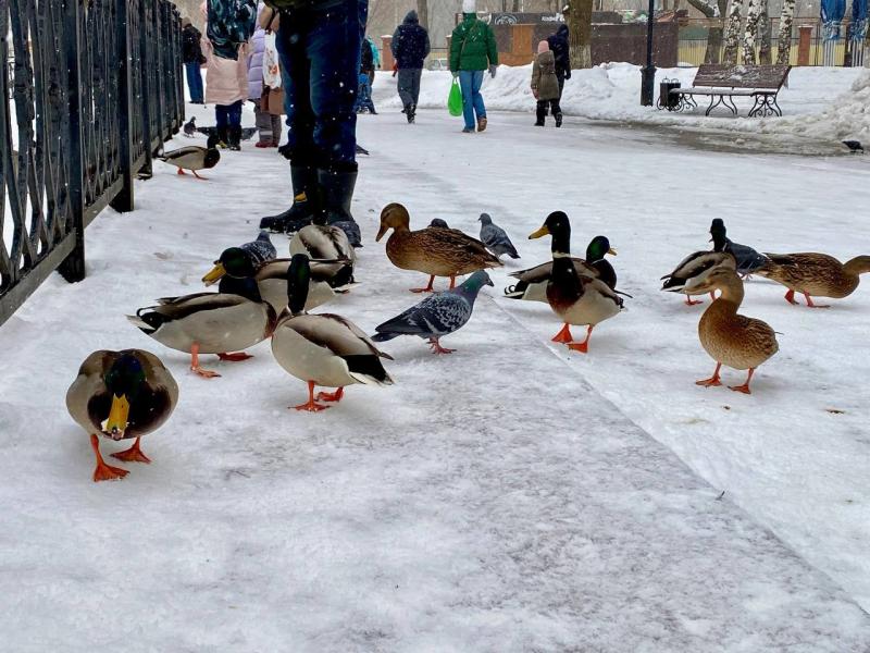 В новом жигулевском пруду поселились утки