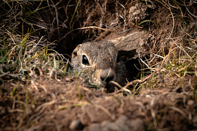 В ПФО пересчитывают сусликов-байбаков