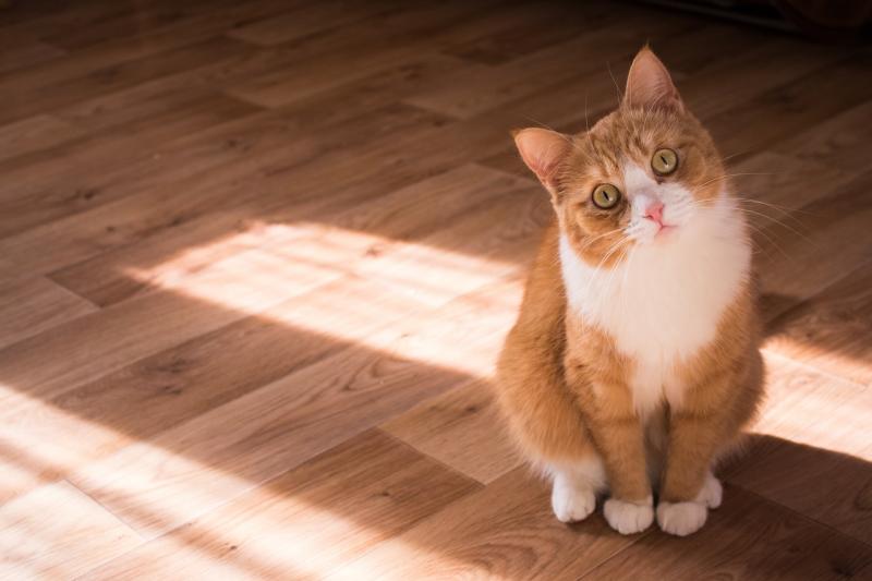 Учатся у хозяев и не любят обниматься: самарский зоопсихолог рассказала, как понять свою кошку