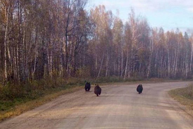 Три медведя: в Новосибирской области на сельскую дорогу вышли дикие звери