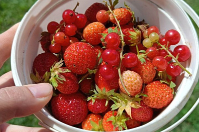 Мнение нутрициолога: ягода - лучший десерт