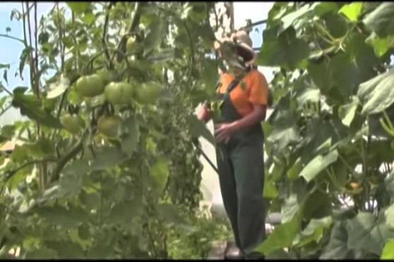 Дачные советы 9.01.2014