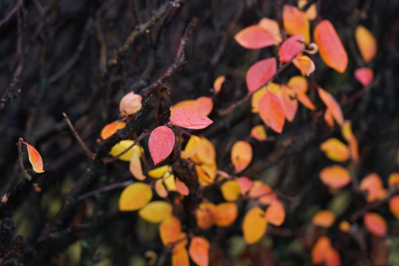 Опасная погода: в Самарской области 15 ноября ожидается дождь с сильным ветром 