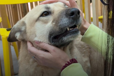 В Самарской области прошел фестиваль помощи бездомным животным