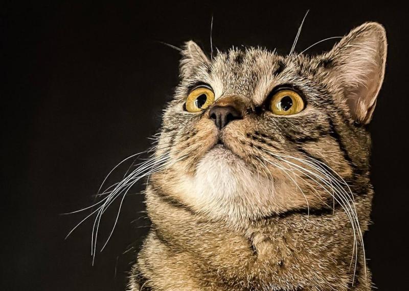 Стали известны популярные клички самарских кошек